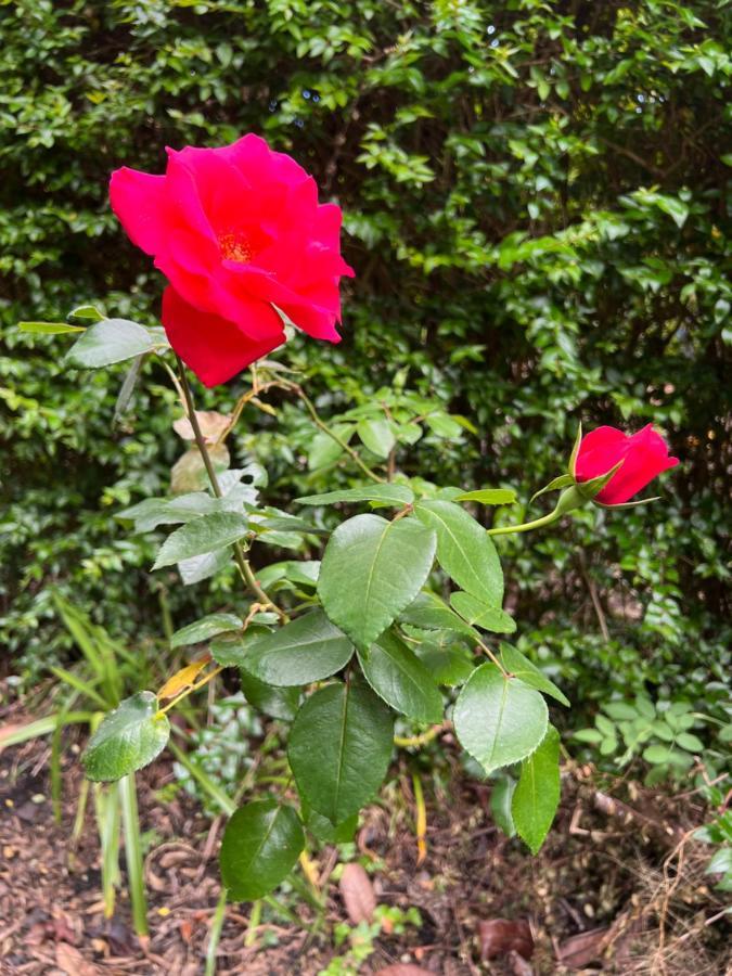 Rosa Do Canto Monte  Luaran gambar